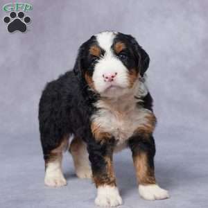 Luna, Mini Bernedoodle Puppy
